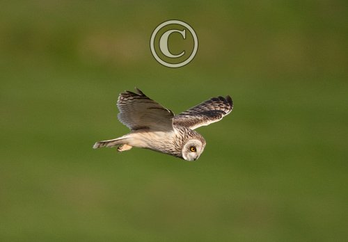 Short-eared Owl in Flight 1 DM0306